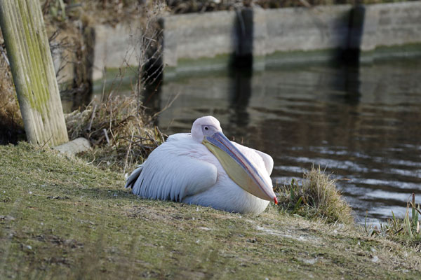 Pelikaan, Callantsoog, 8 febr. 2015 (63K)