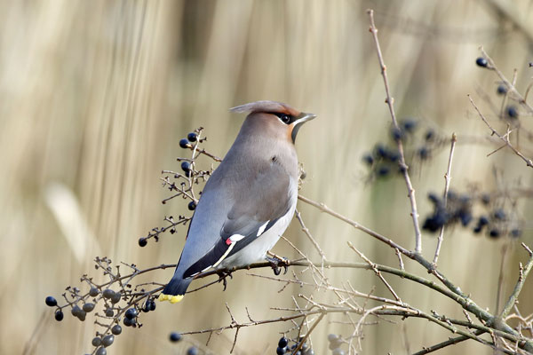 Pestvogel, Julianadorp, 8 febr. 2015 (46K)