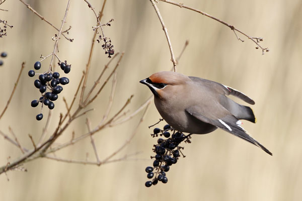 Pestvogel, Julianadorp, 8 febr. 2015 (36K)