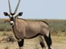 Gemsbok