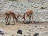 Black-faced Impala