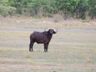 Buffalo, Mahanga NP