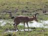 Reedbuck, Mahango NP, Okanvanogo
