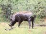 Warthog, Mahango NP