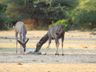 Kudu (f), Mahango NP