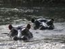 Hippo's, Kwandorivier