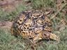 Jaguar schildpad