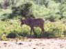 Roan. Waterberg