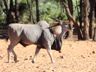 Eland, Waterberg