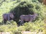 Eland, Waterberg