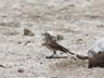 Red-capped Lark