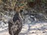 Double-banded Sandgrouse