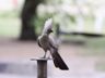 Grey Go-away-bird