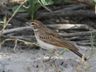 Sabota Lark