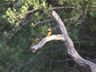 Litlle Bee-eater