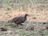 Swainson's Spurfowl (francolin)