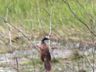 Coppery-tailed Coucal