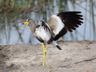 African Wattled Lapwing