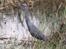 Slaty Egret