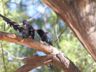 Violet Wood-Hoopoe