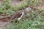 Indische ralreiger (Indian Pond, Ardeola Grayii)