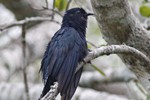 Drongokoekoek (Drongo Cuckoo, Surniculus lugubris)