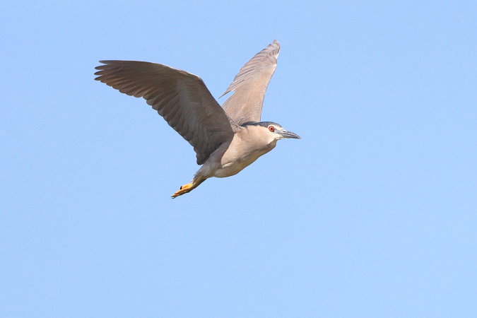 Kwak