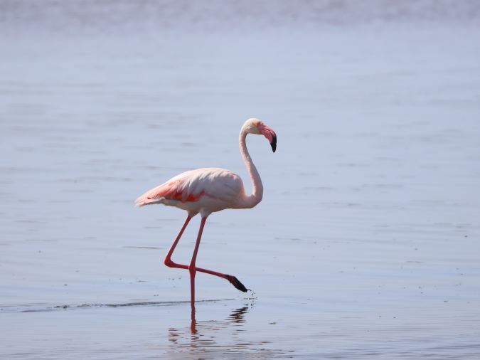 Europese Flamingo