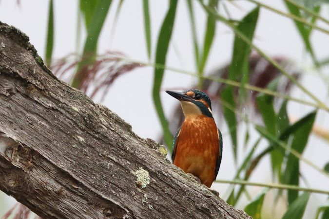 IJsvogel