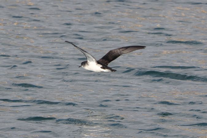 Noordse Pijlstormvogel