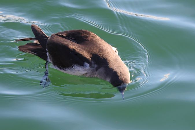 Noordse Pijlstormvogel