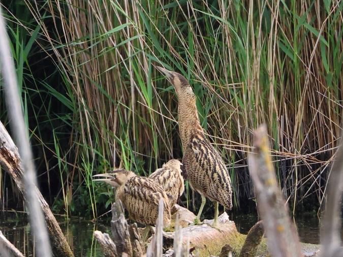 Familie Roerdomp