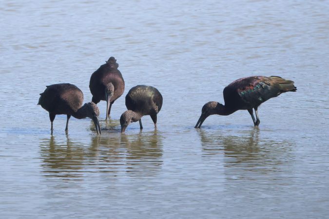 Zwarte-Ibis