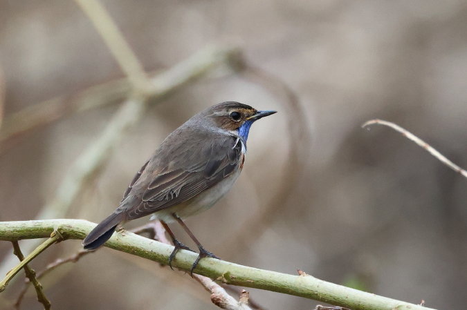 Blauwborst