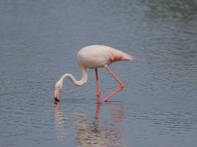 Europese Flamingo