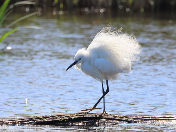 Kleine Zilverreiger