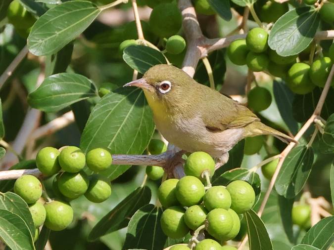 Abyssinian White-eye