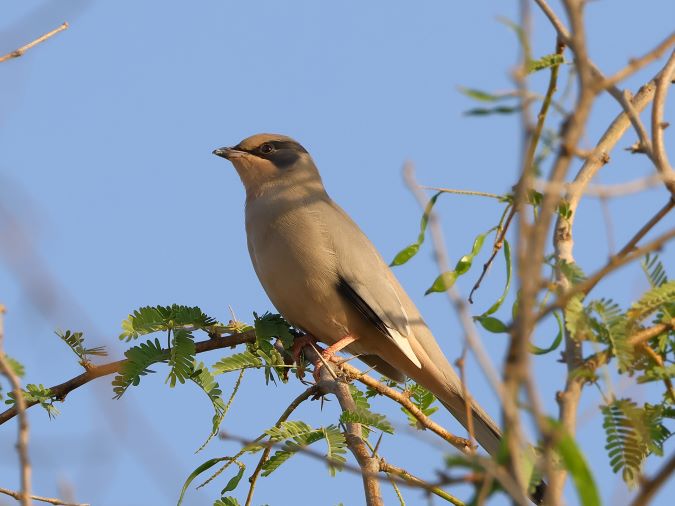 Zijdestaart-(GreyHypocolius)