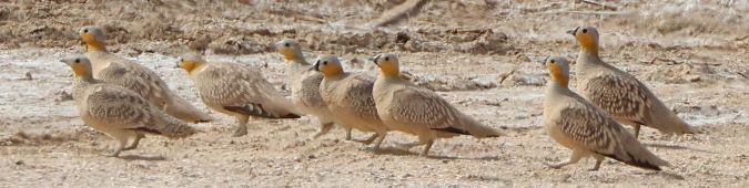 KroonZandhoen (Crowned Sandgrouse)