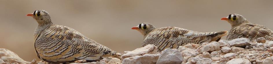 Liechtensteins Sandgrouse