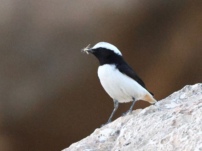 Arabische Rouwtapuit-ArabianWheatear