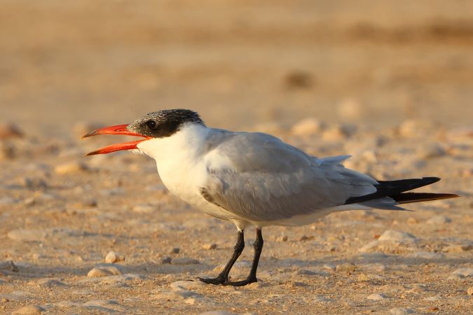 Reuzenstern-CaspianTern