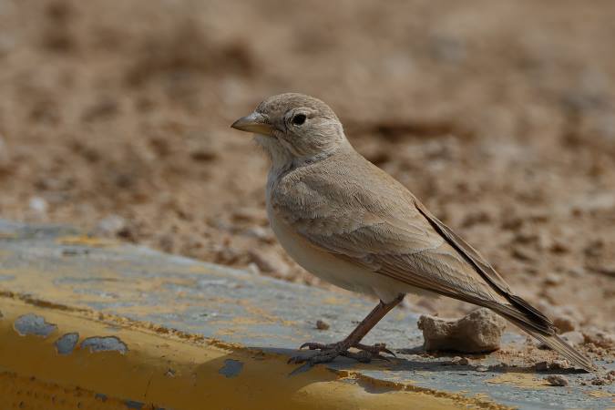 Desert Lark