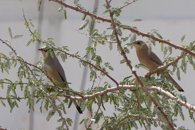 Zijdestaart (Grey Hypocolius)