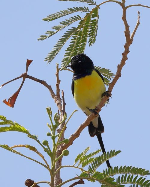 Nijlhoningzuiger-NileValleySunbird