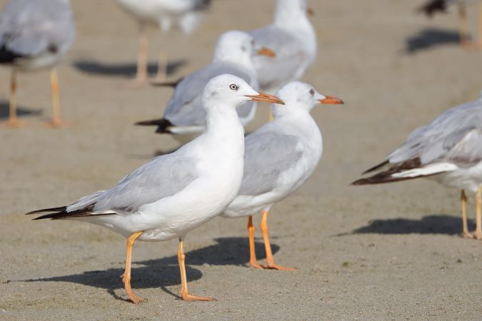 DunbekMeeuw-Slender-billedGull