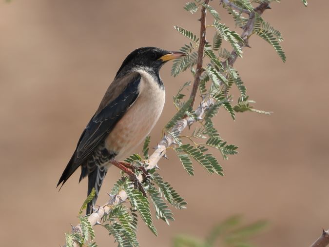 Roze Spreeuw (Rosy Starling)