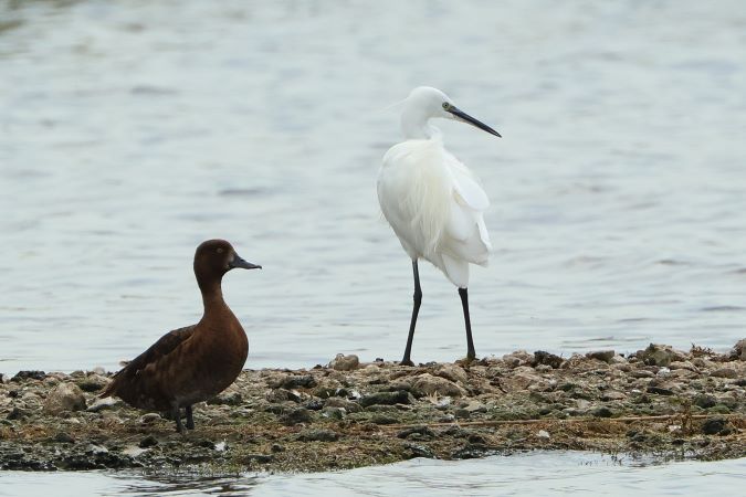 Kleine Ziverreiger