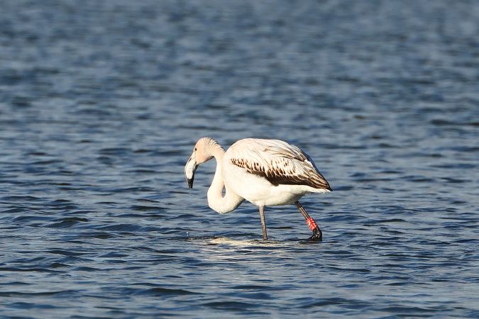 Europese Flamingo