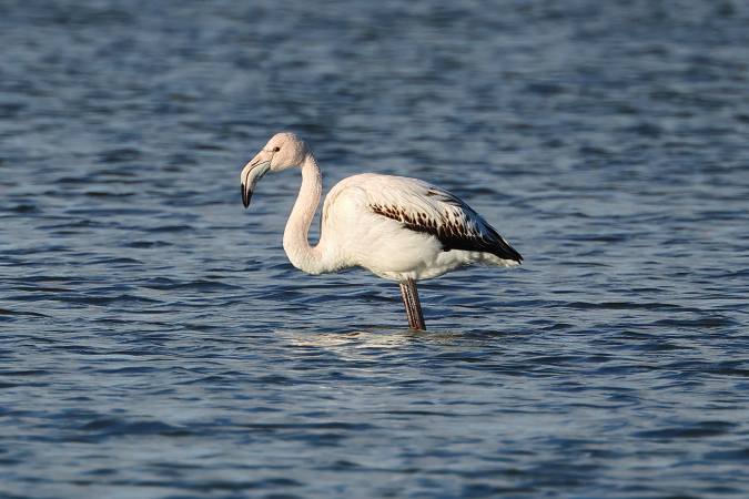 Europese Flamingo